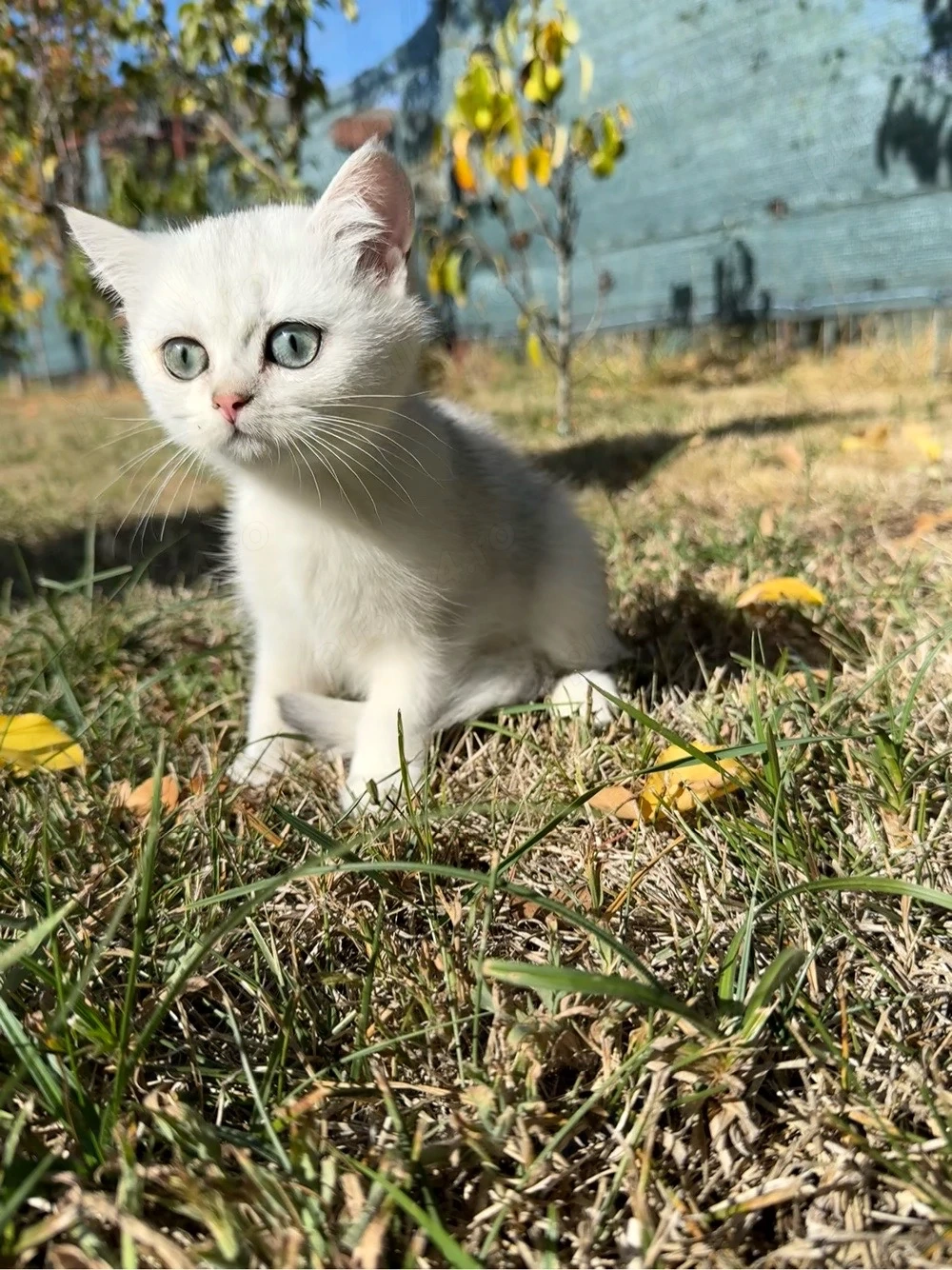 British Shorthair Silver Chinchilla
