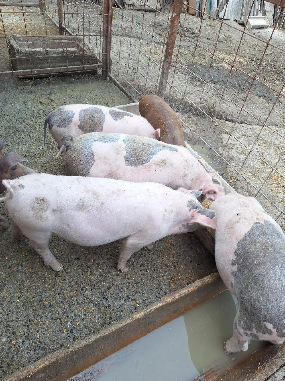 Vând purcei de carne 20 kg
