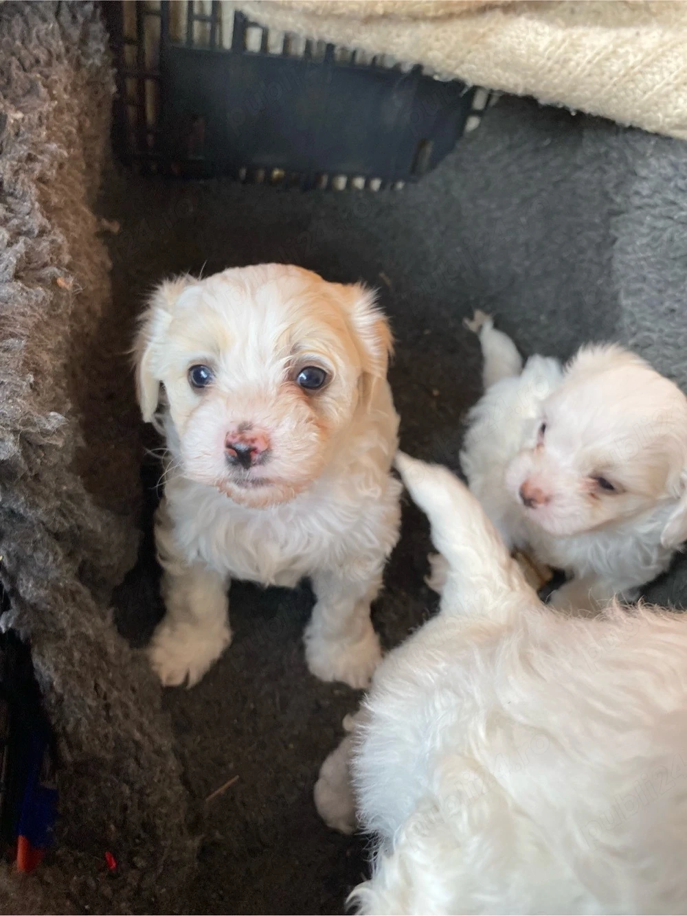 Bichon Matez
