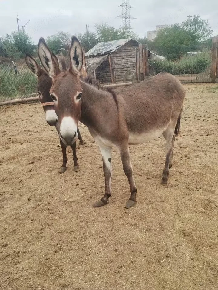 vând măgăriță 