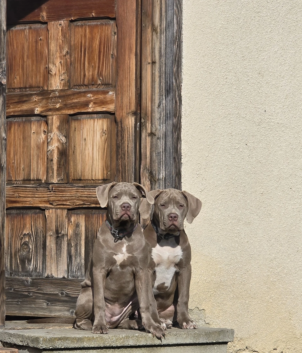 Pui American Bully XL Red Nose   fată și băiat, născuți pe 18.05.2026