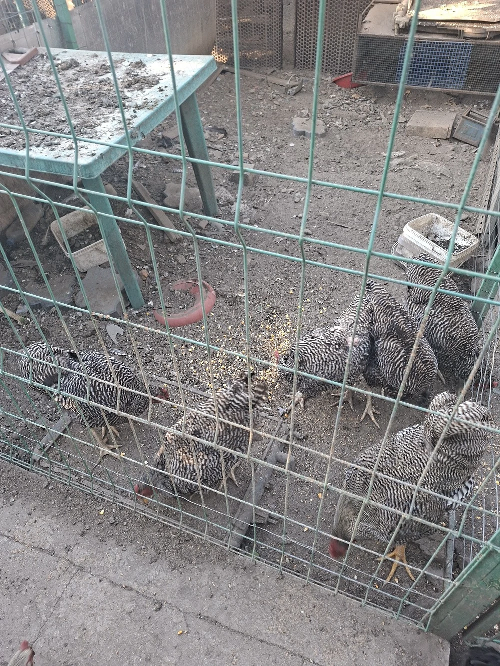 Vand gaini cocoșii rate famili pasari de rasa si gaini comune 
