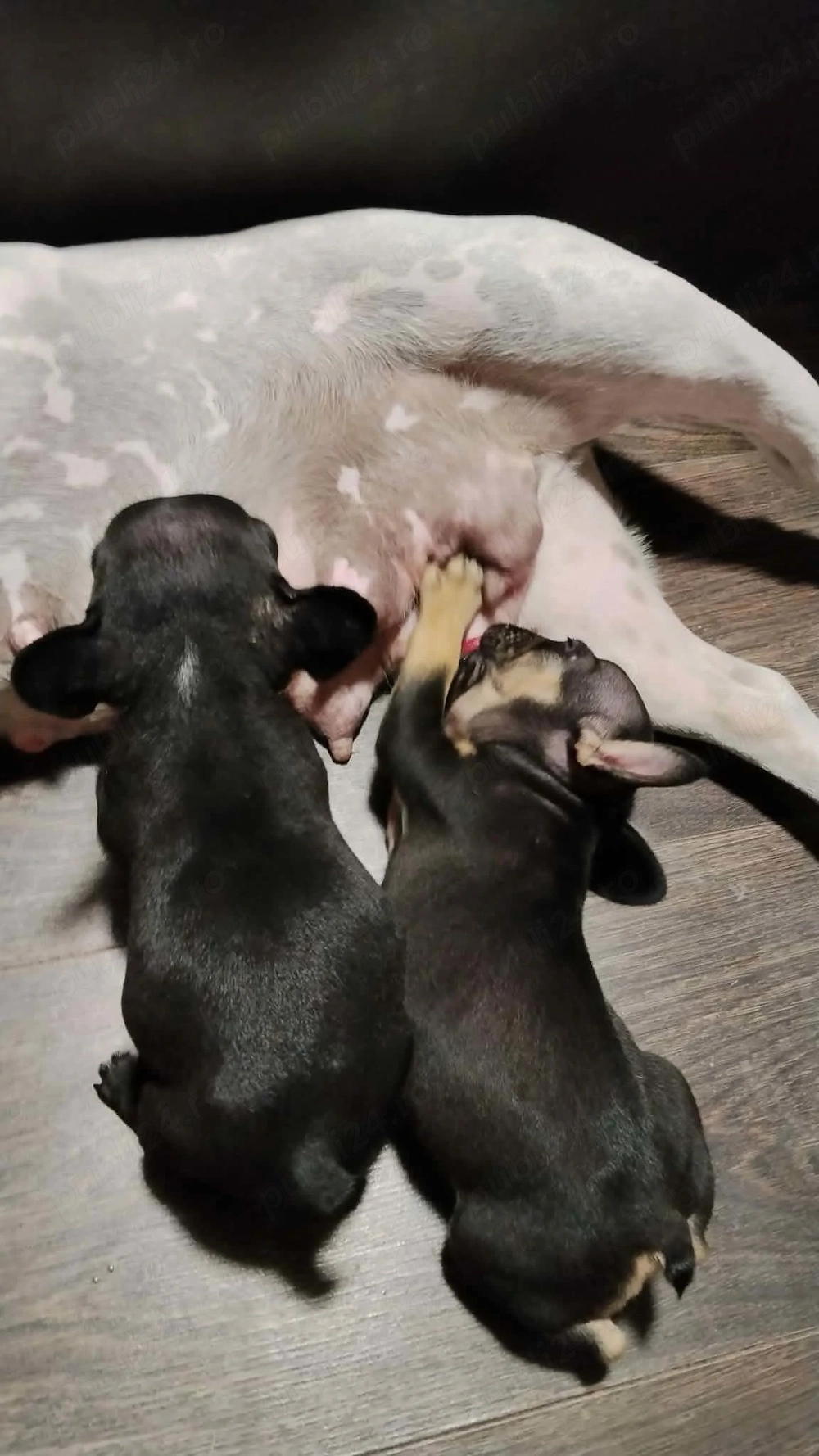 Catelusa bulldog francez 6saptamani vaccinata deparazitata si cu carnet, craiova 
