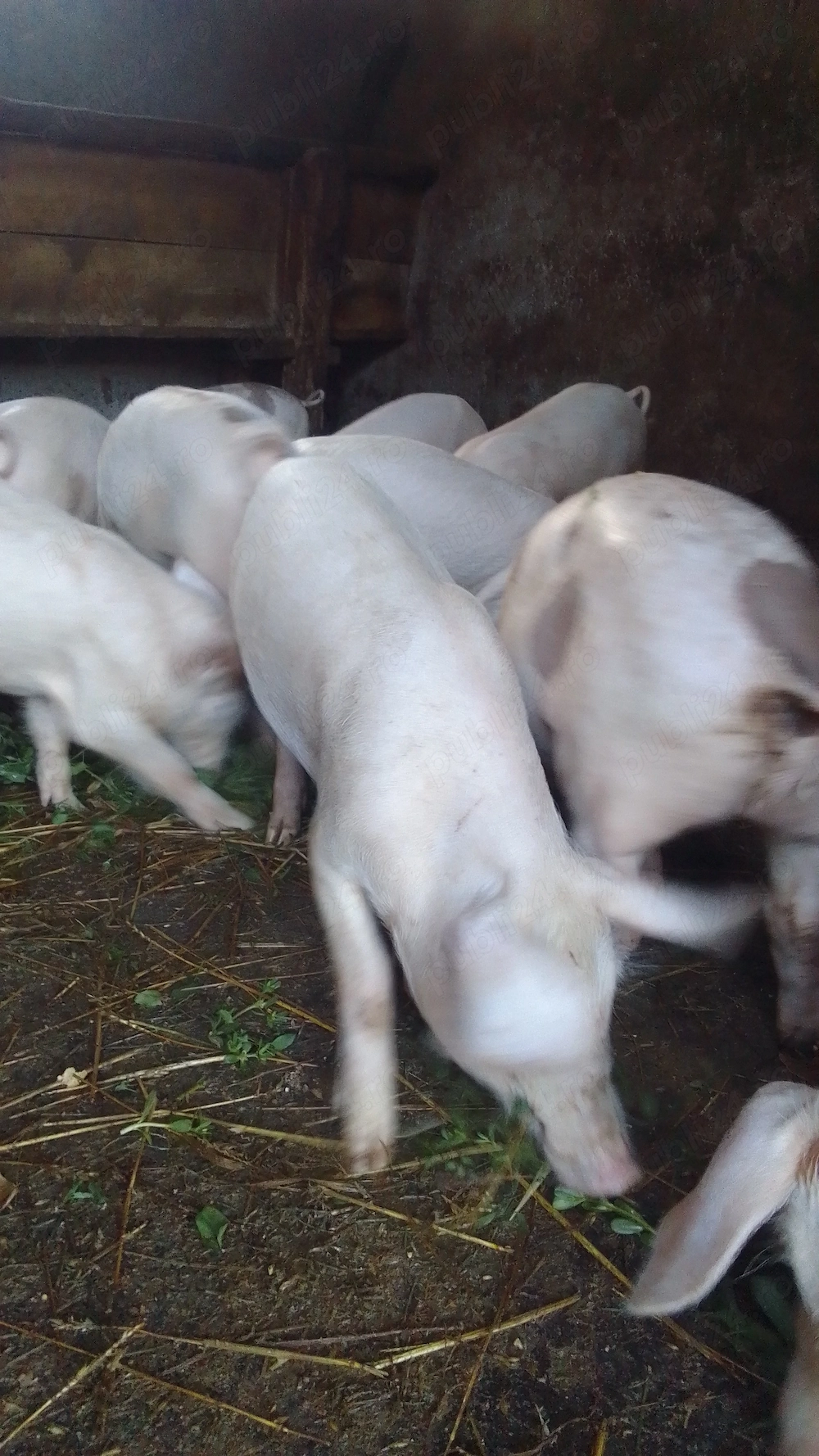 Vând purcei de 3 luni!