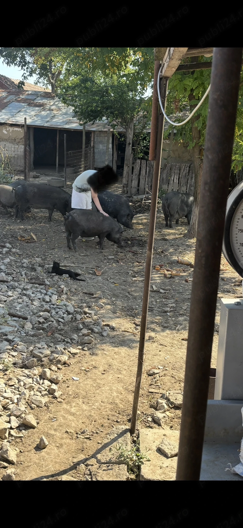 Vand porci vietnamezi metisi cu mistreț 
