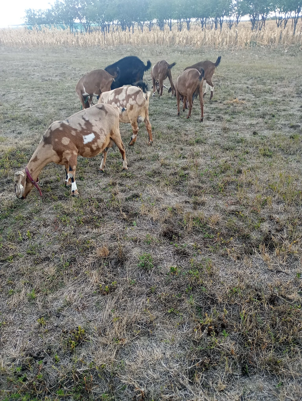 Capre de vânzare în jud Bihor