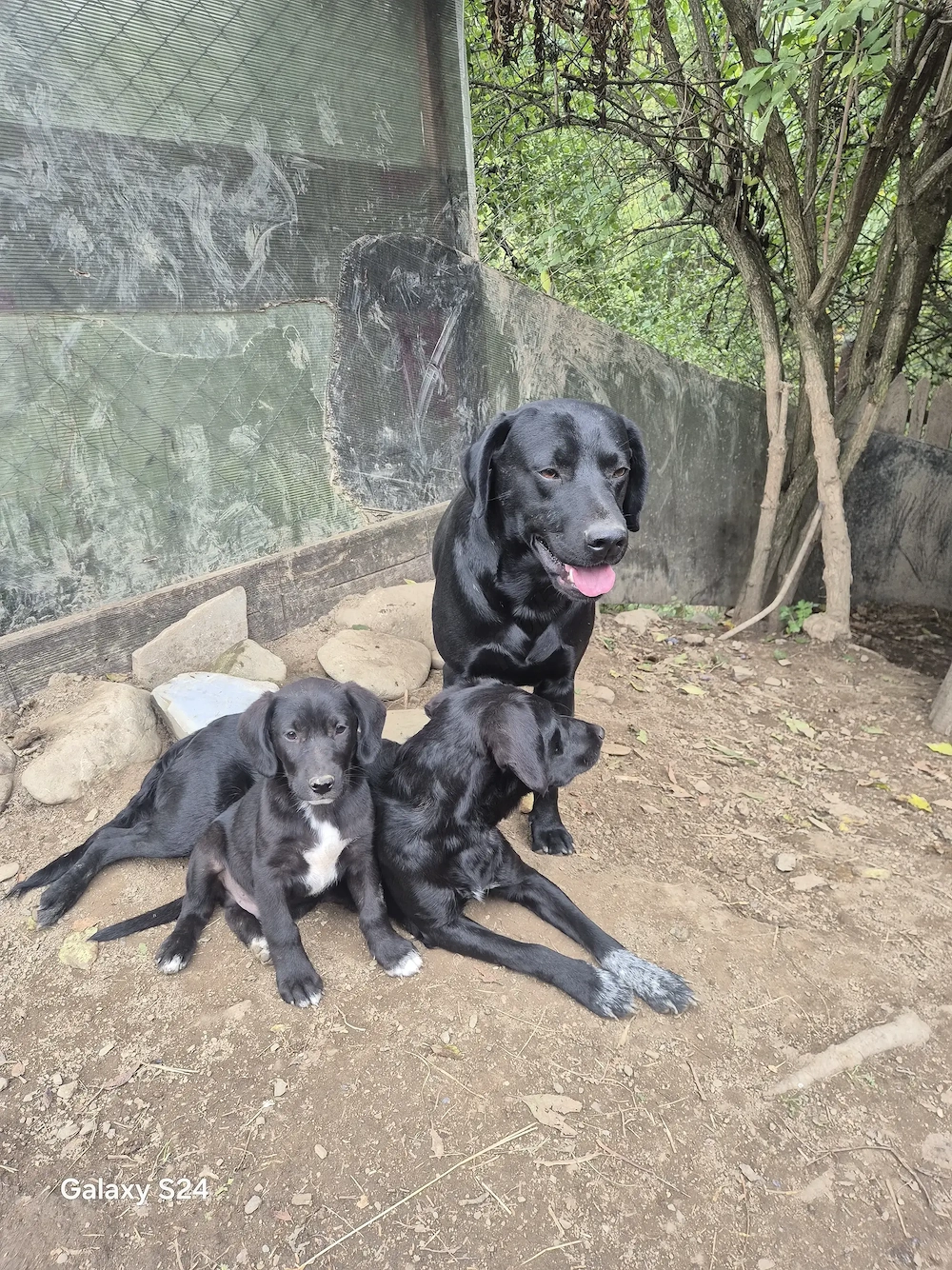 Vand labrador de trufe