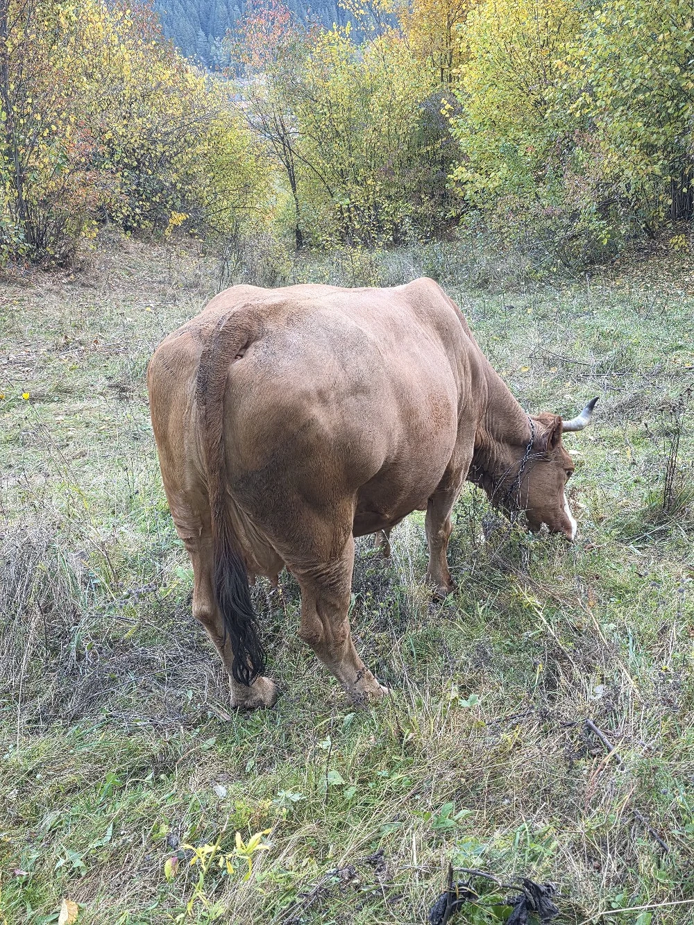 De vânzare 