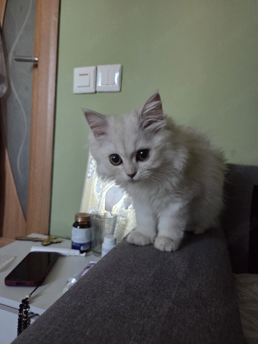 British longhair chinchilla 