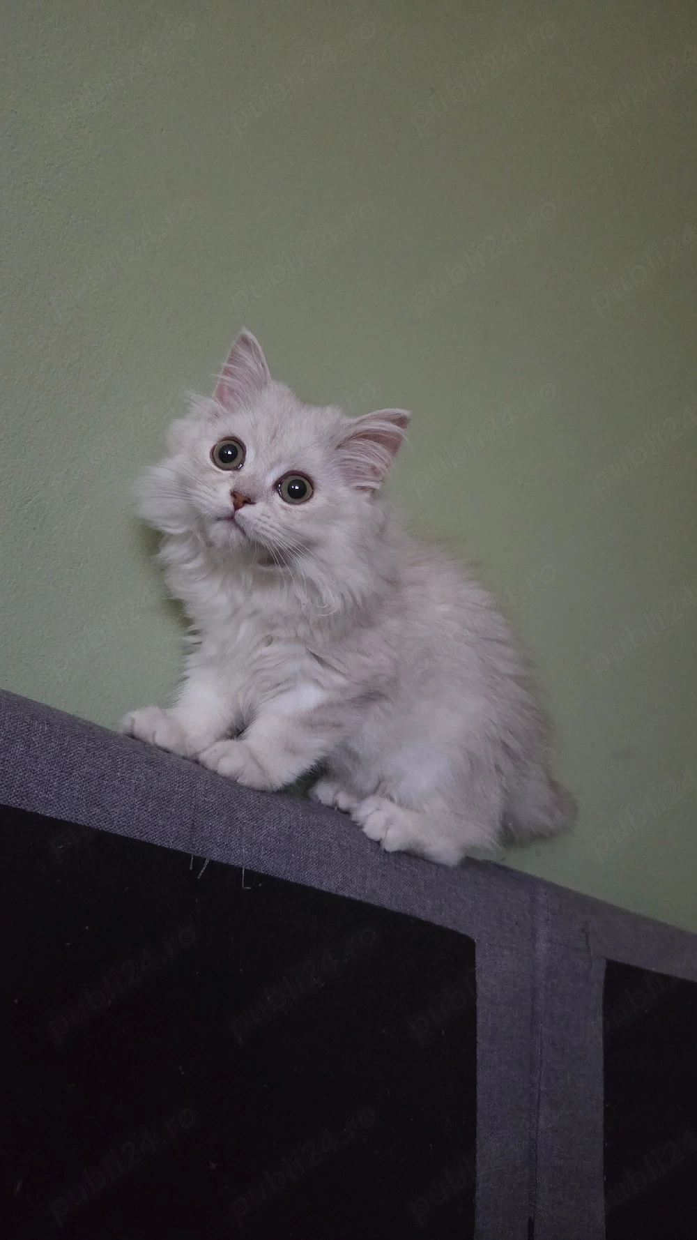 British longhair chinchilla 