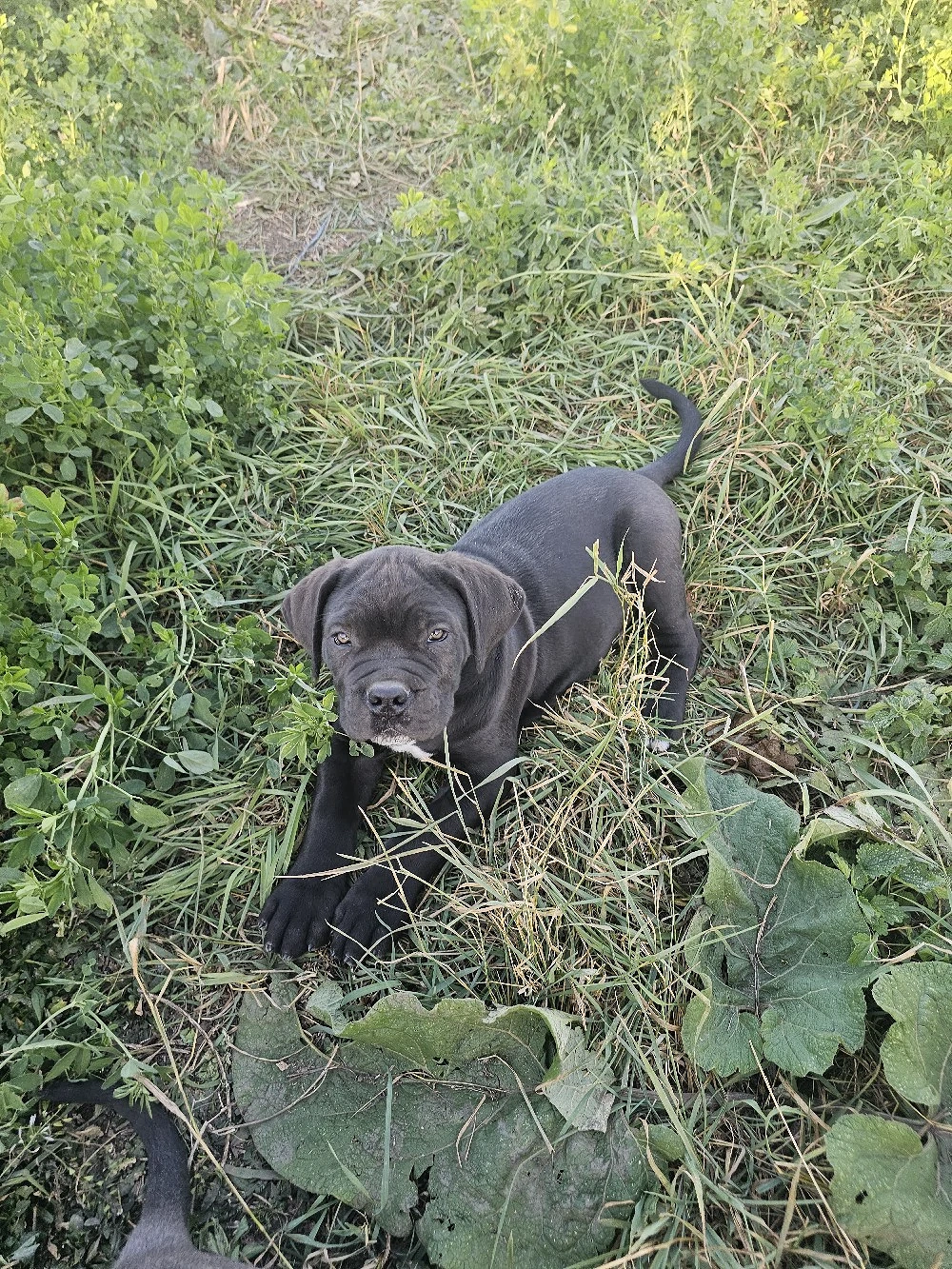 Pui Cane Corso