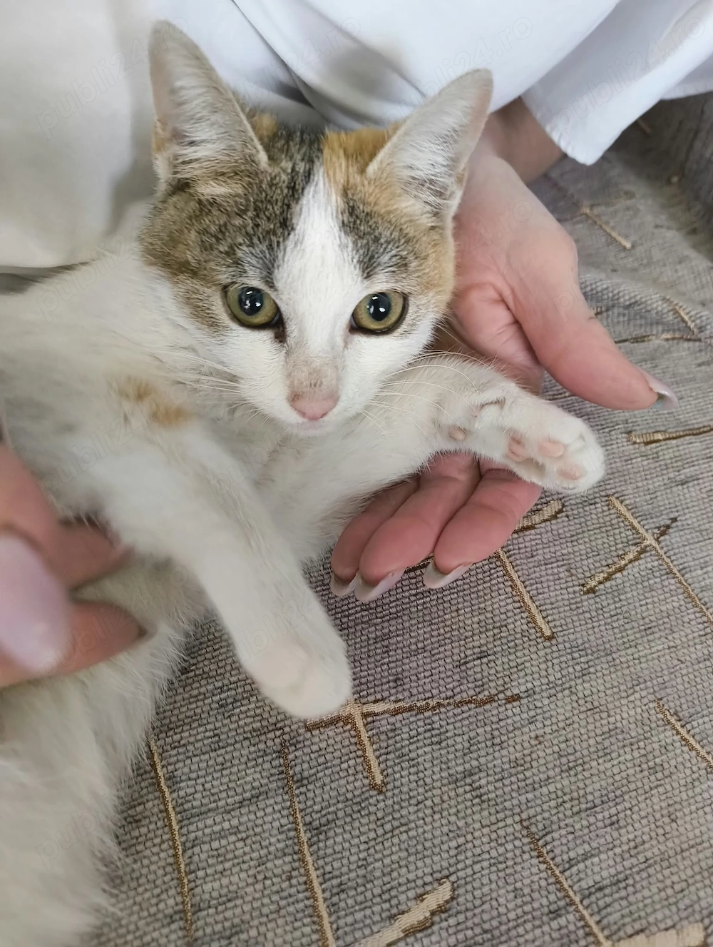 Pui de pisică își caută o familie iubitoare