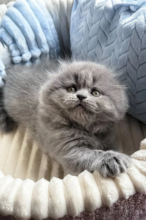 Scottish Fold Blue puiuți 2 luni!