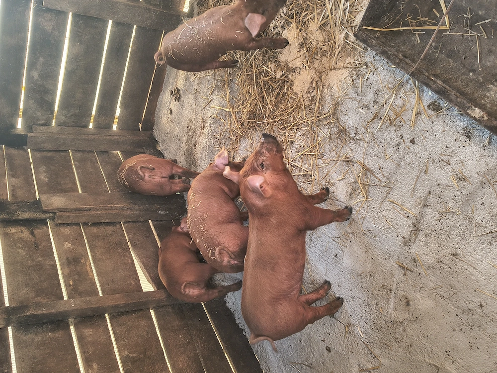 Vând 2 mascori și 1 purcea,7 săptămânii ,Duroc original 