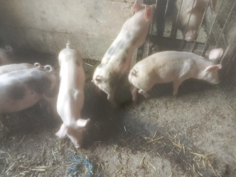 Disponibili purcei Duroc x pietrean 