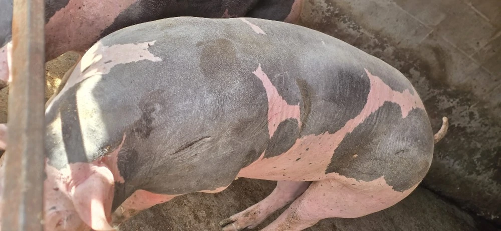 porc de carne 