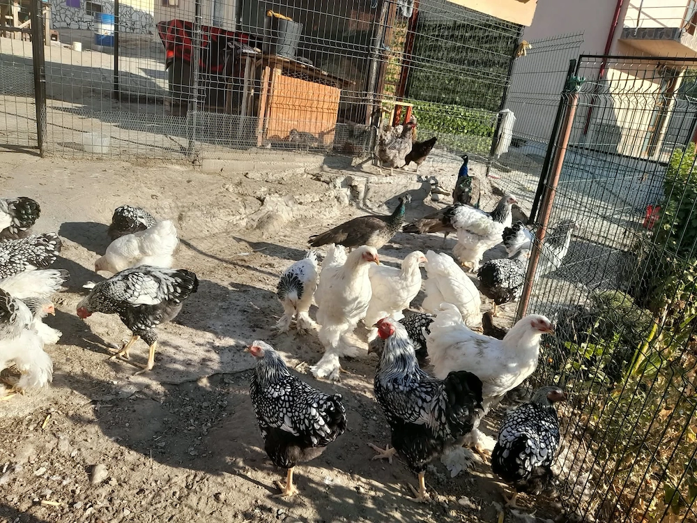 Cocosi de vânzare 