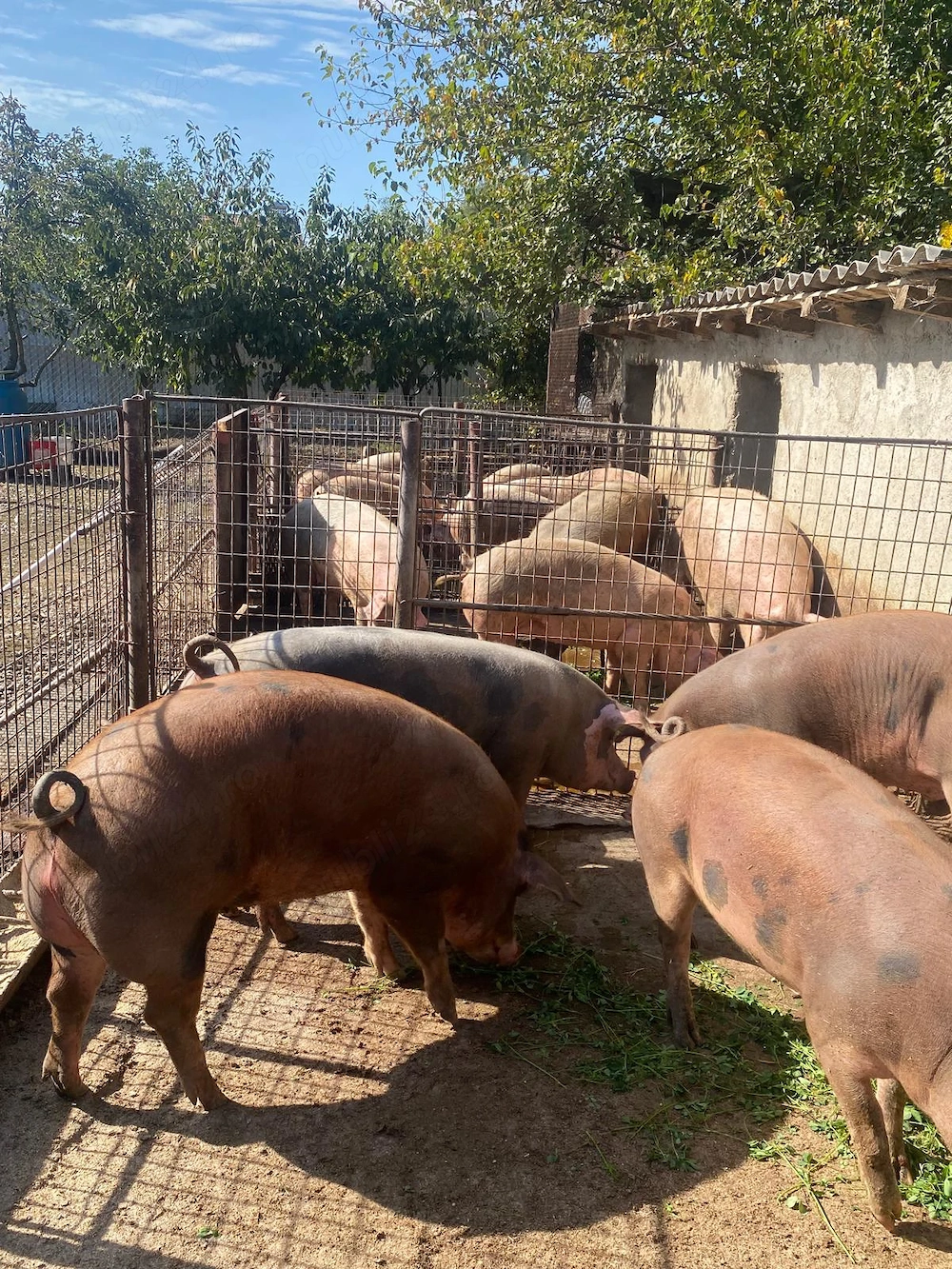Porci de vânzare de carne 