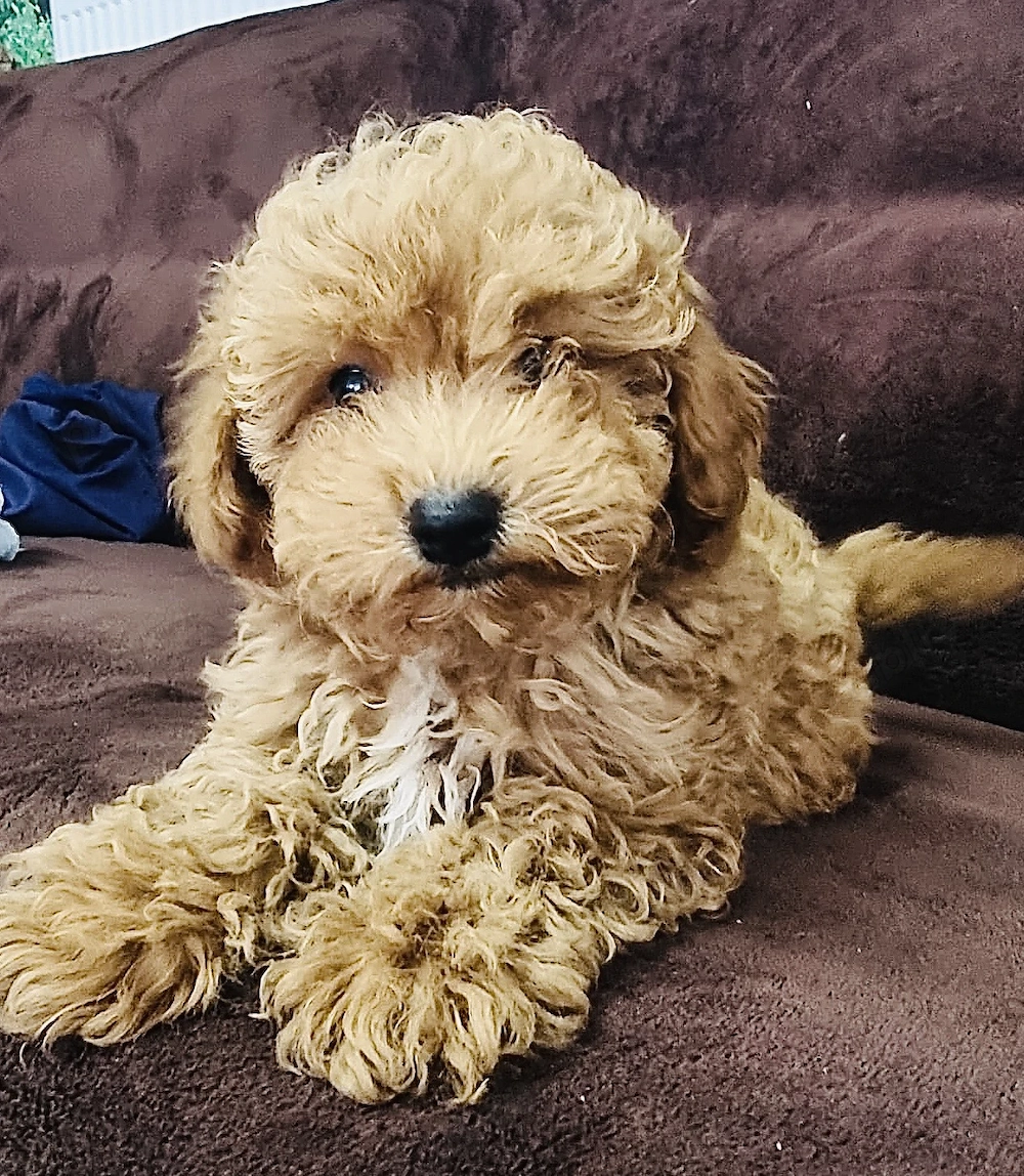   3 Cățelușe MALTIPOO   