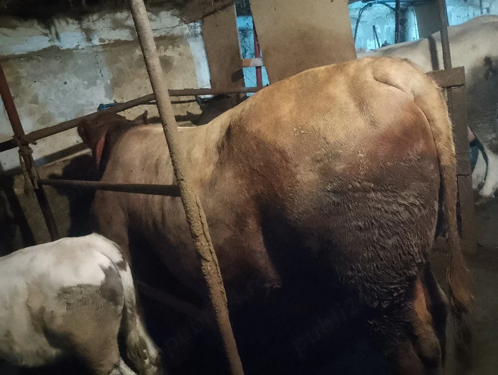 Tauri angus bio