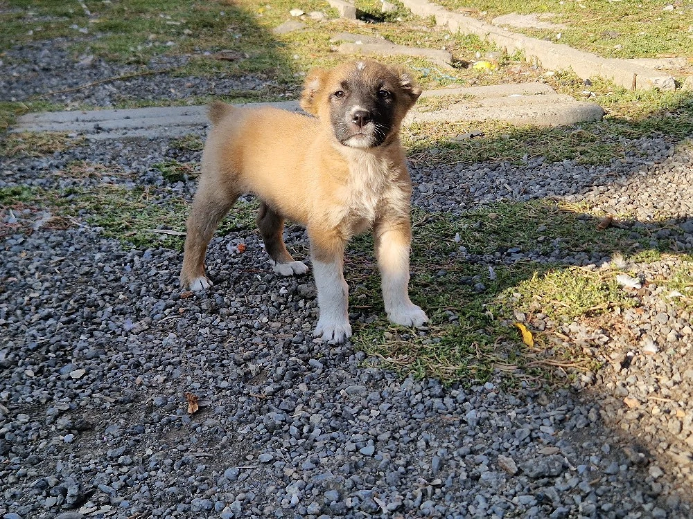 vind catei ciobanesc 
