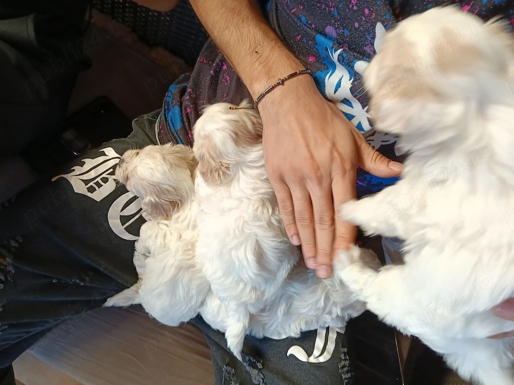 Pui Bisoni de vânzare 