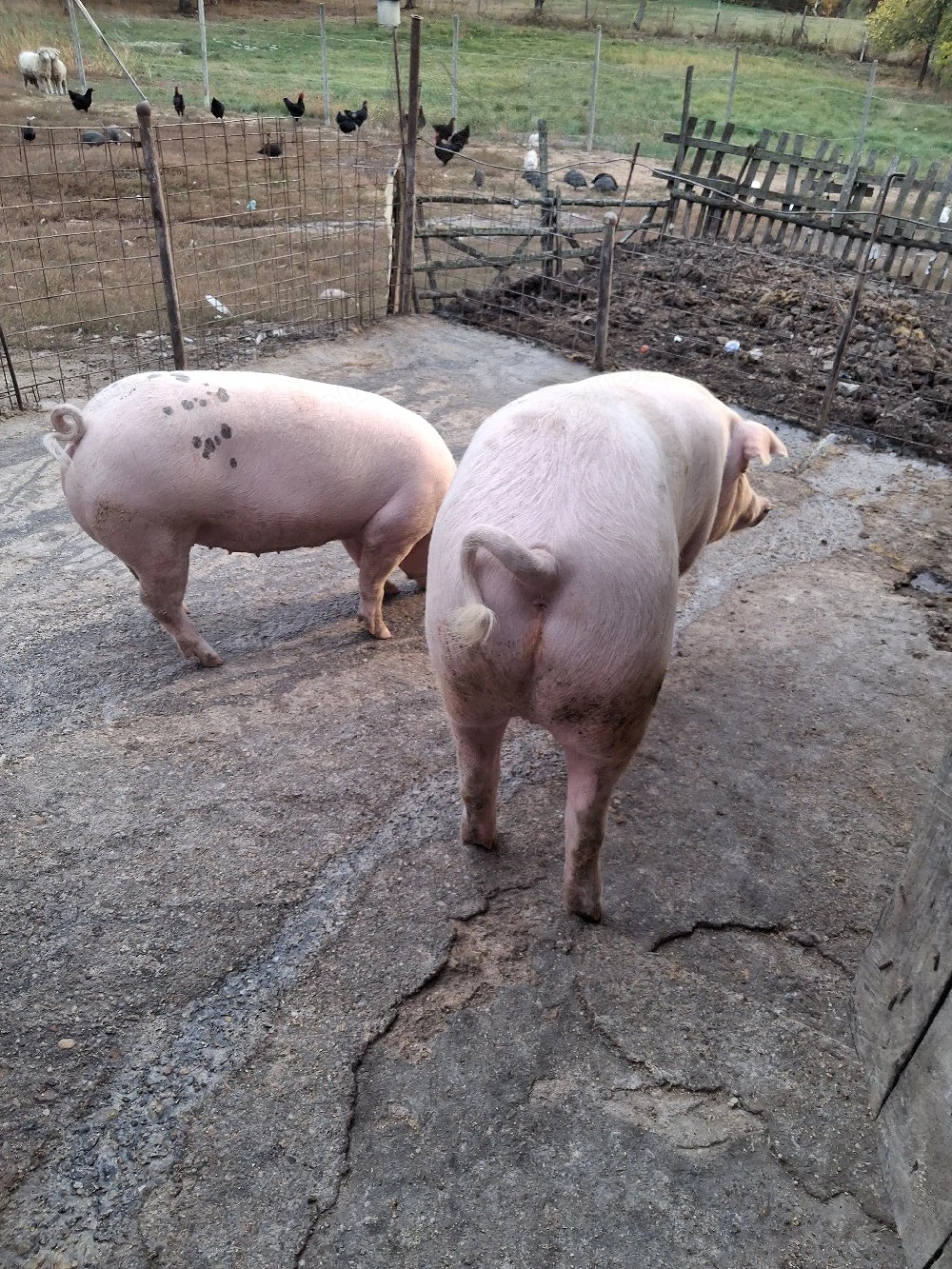porci pentru sacrificat