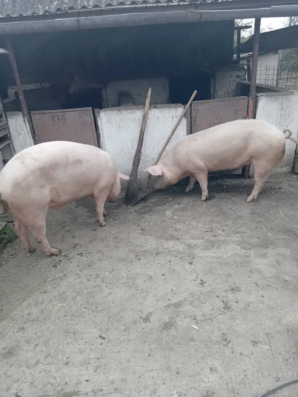 Vand porci de carne 