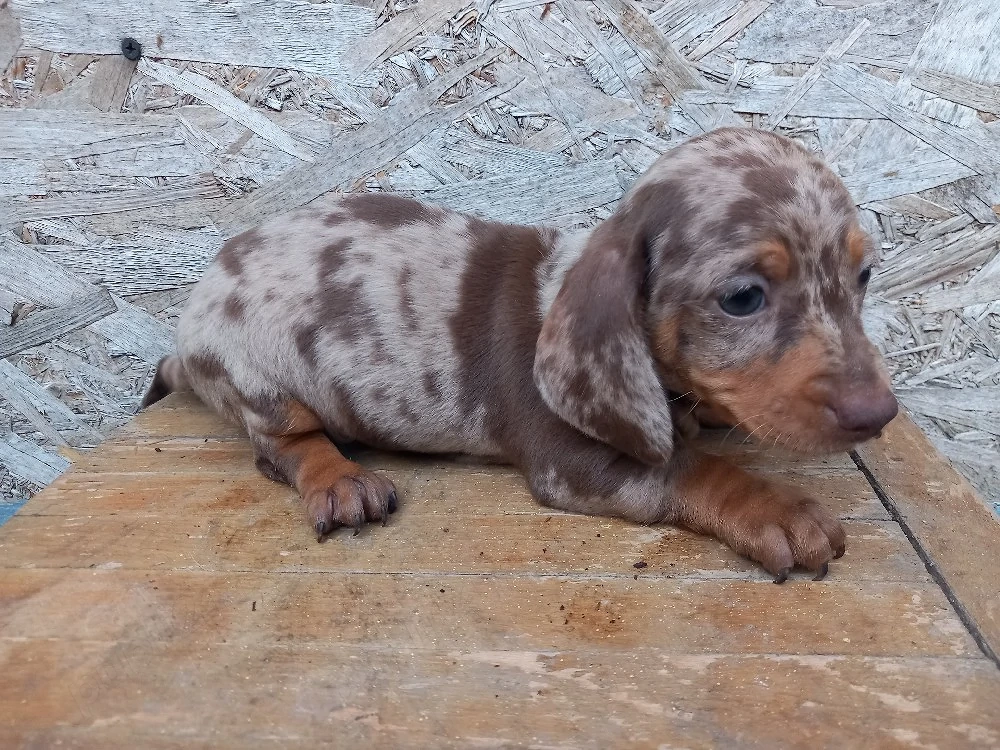 4 căței teckel arlechini 