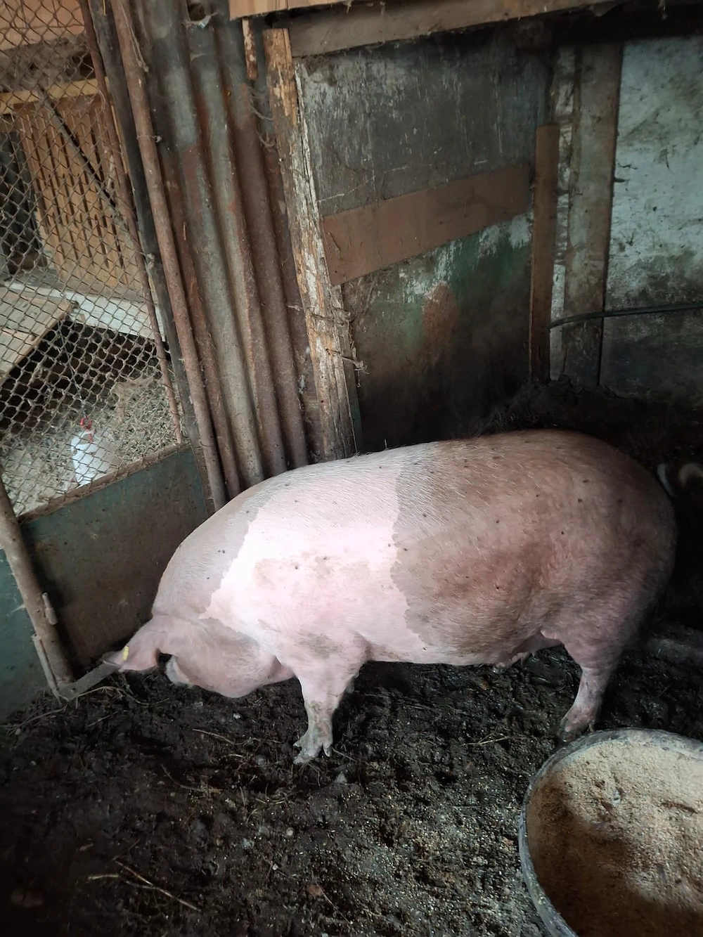Porc de vanzare