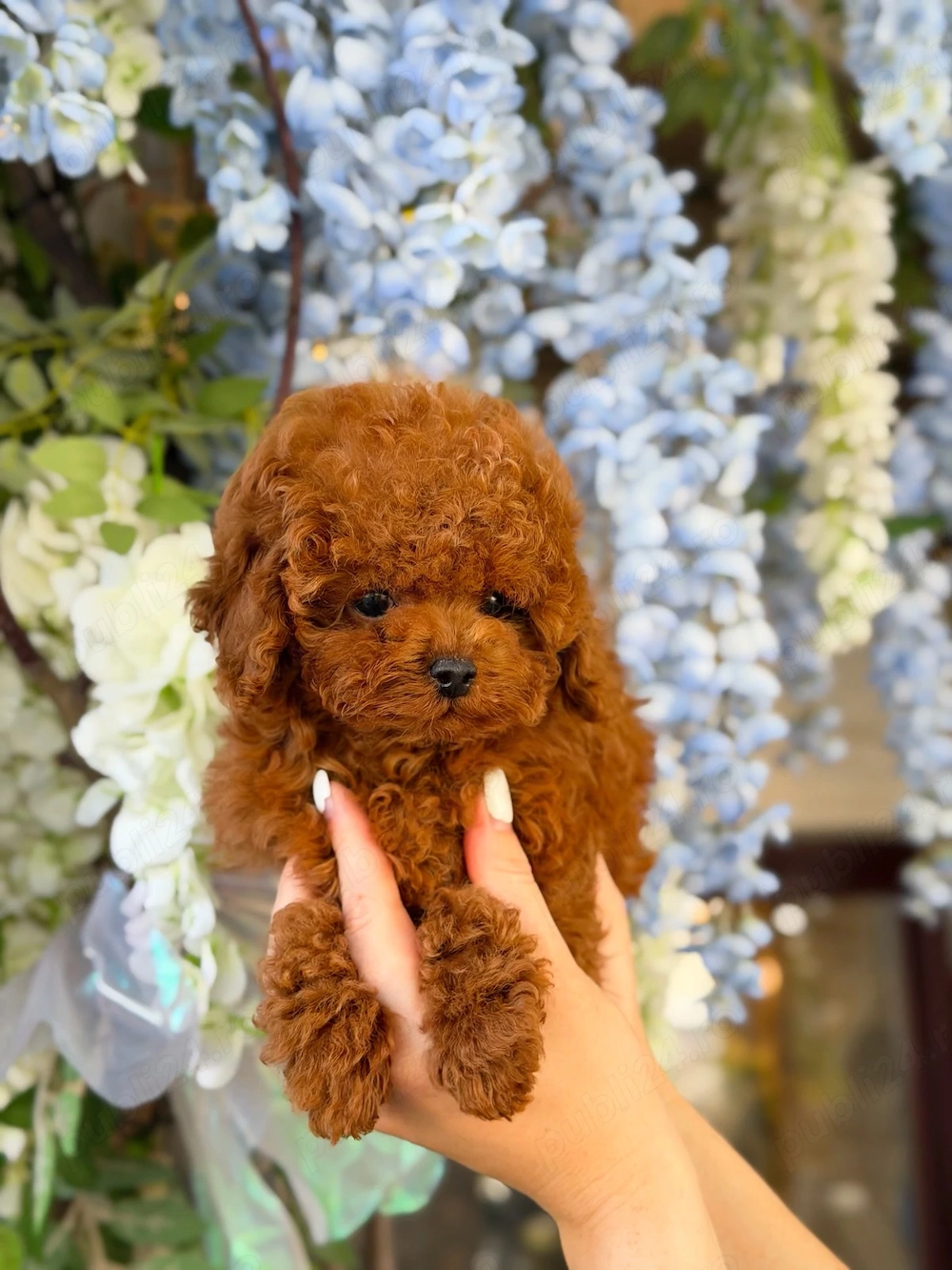 CANISĂ de CANICHE Poodle Toy Red- genetic deosebit