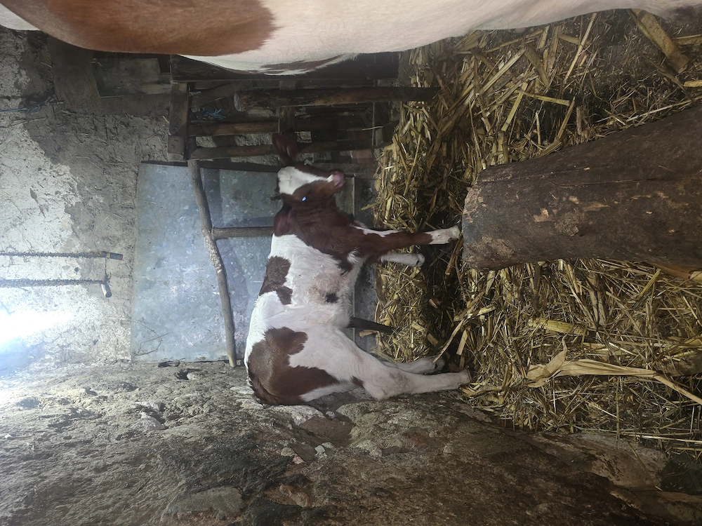 Vițel vițel