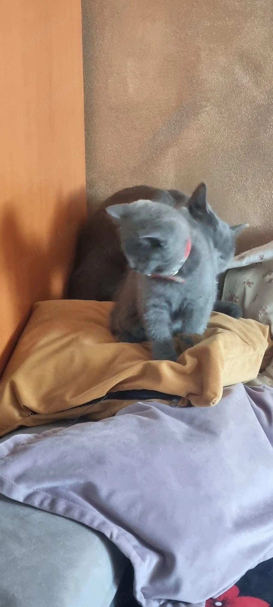 british shorthair grey