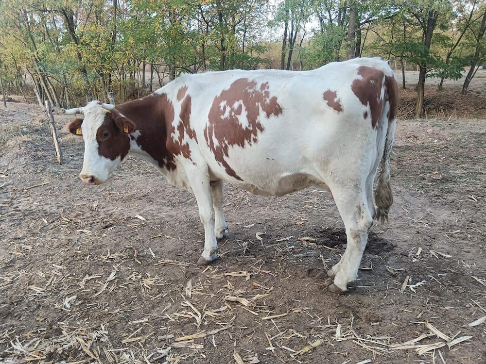 Vând vaca bună de lapte 