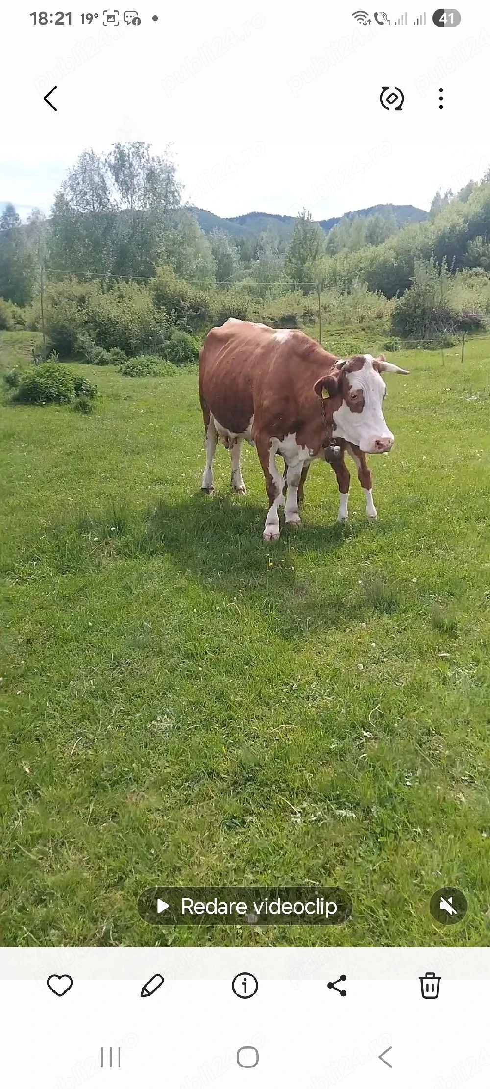 vand vaca gestanta in 5 luni