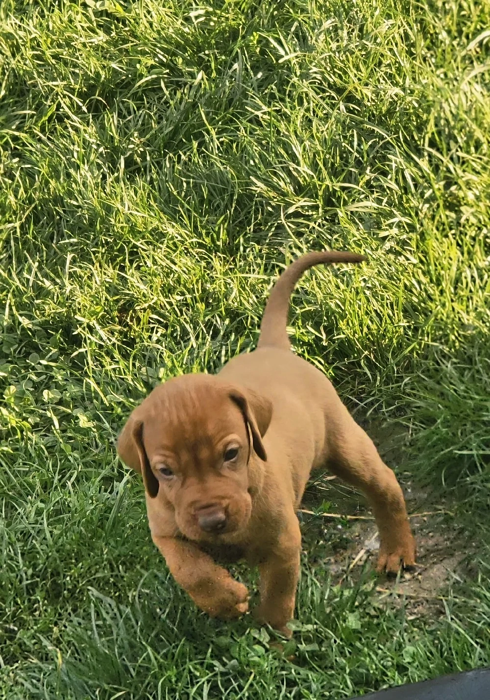 pui vizsla maghiar 