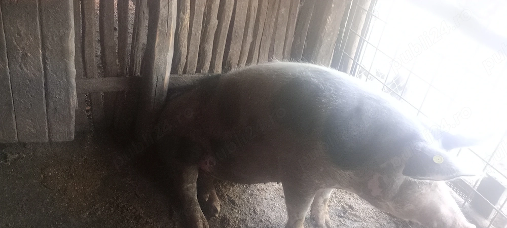  Vând o purcea de aproximativ 150 kg 