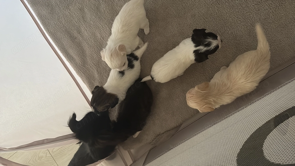 Chihuahua cu păr lung 