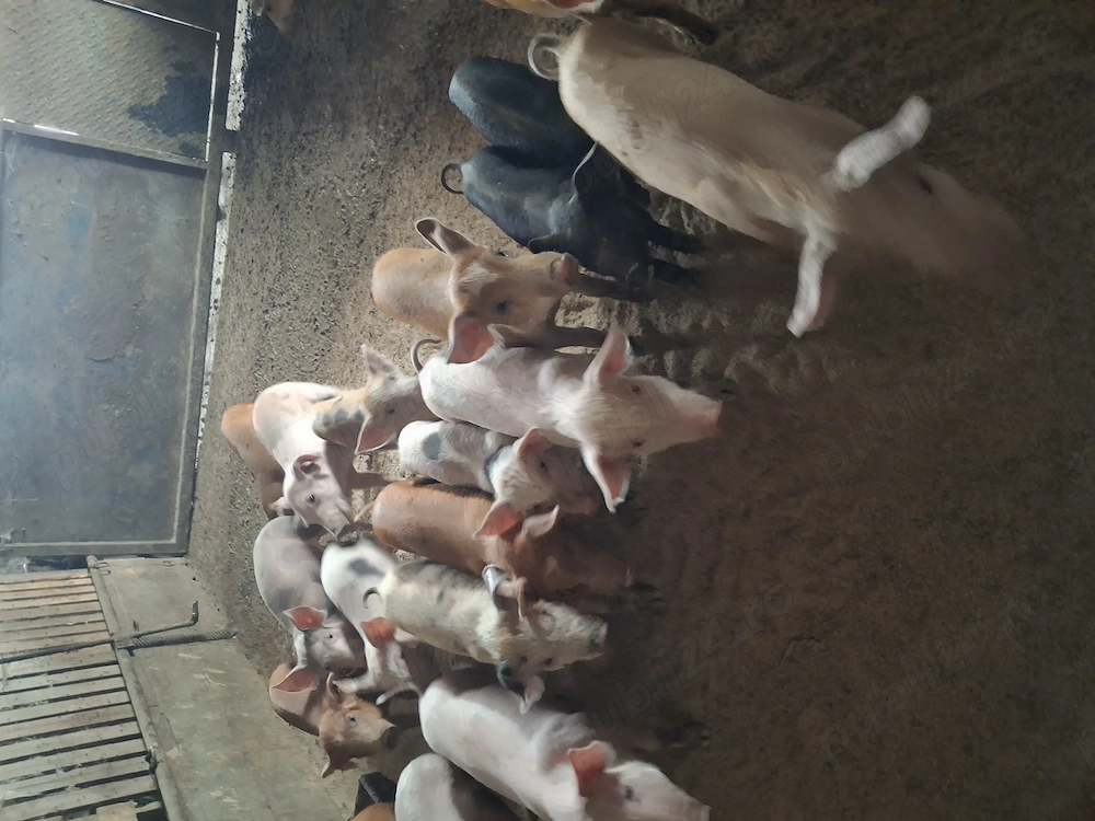 Vând purcei, soldani,porci grași. 