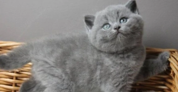 British Shorthair Blue puiuți