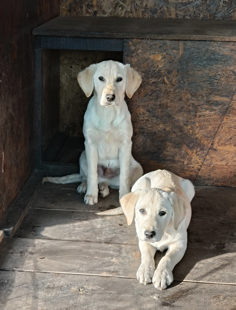 Pui Labrador crem ,5luni -vaccinați !!!