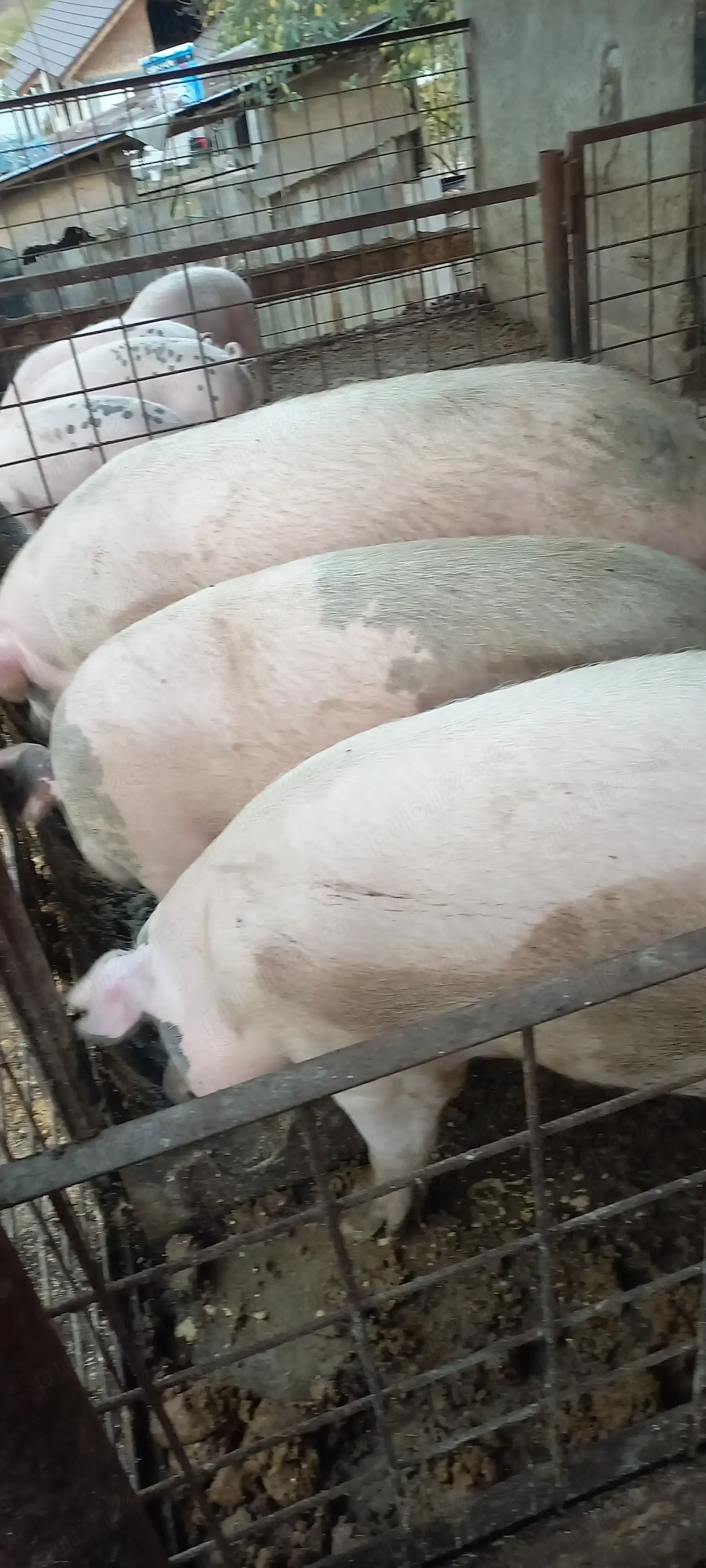 Porci de vanzare