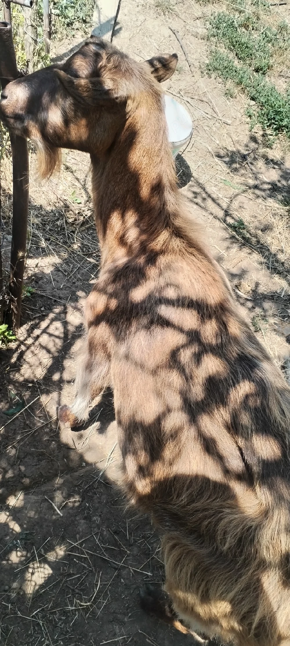 Capra de rasa buna