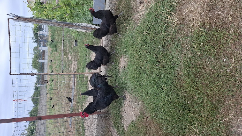 Gaini austrolop de vanzare