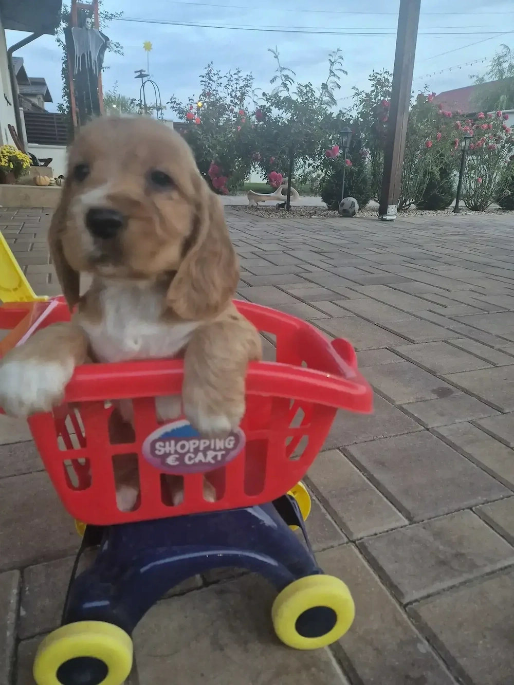 5 pui de cocker spaniel cauta familii iubitoare