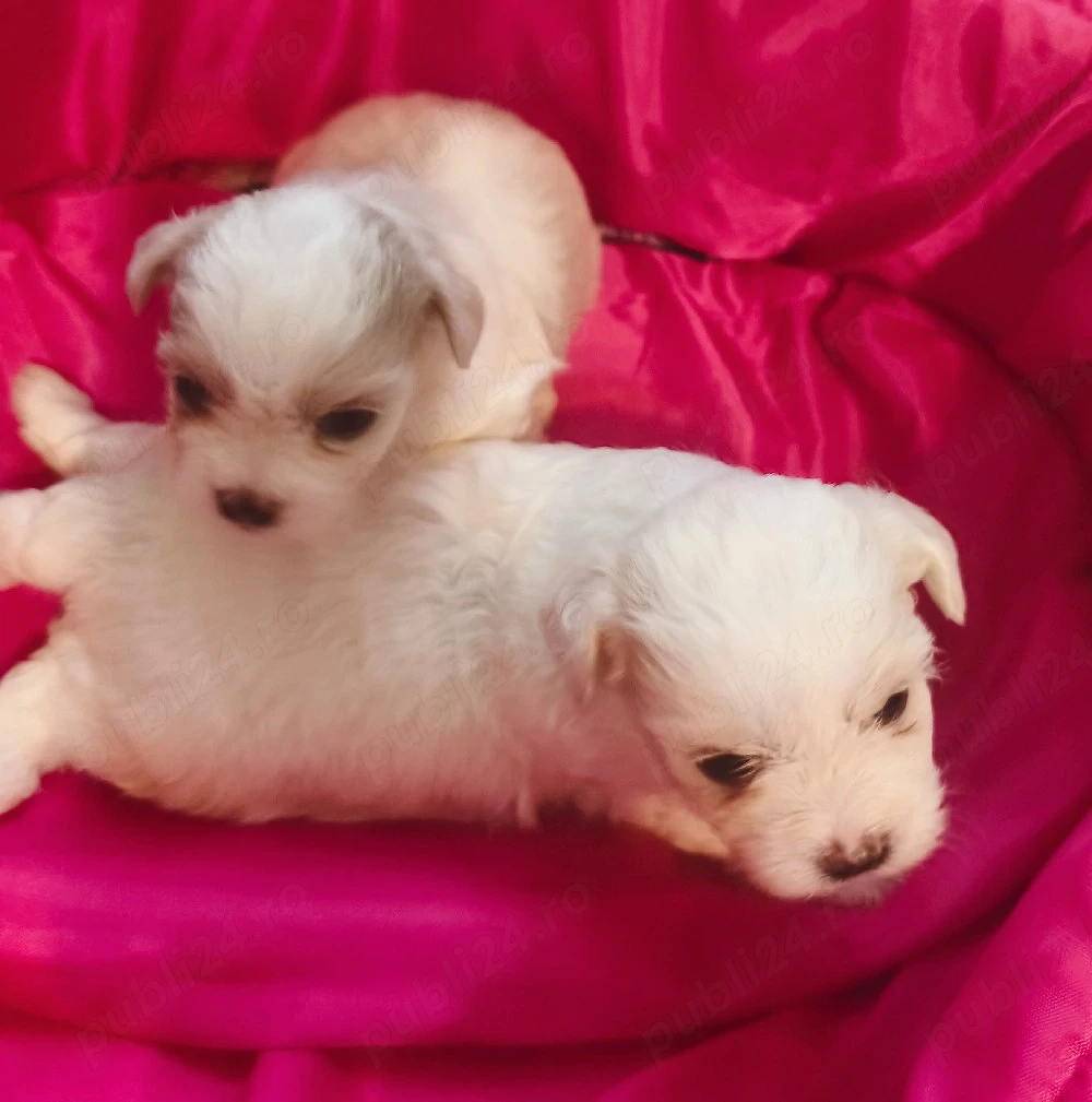 vind pui shih tzu