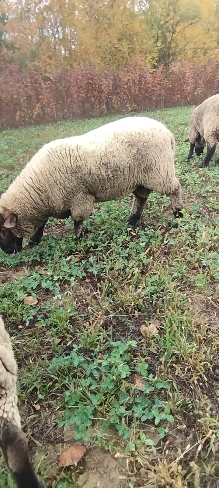 Berbec suffolk schimb 