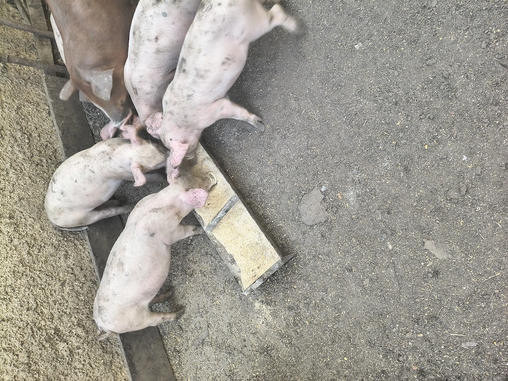 Vând porci 9 săptămâni Landrace și Duroc