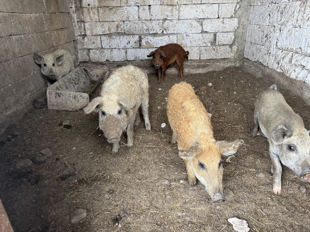 Vand purcei mangalita 