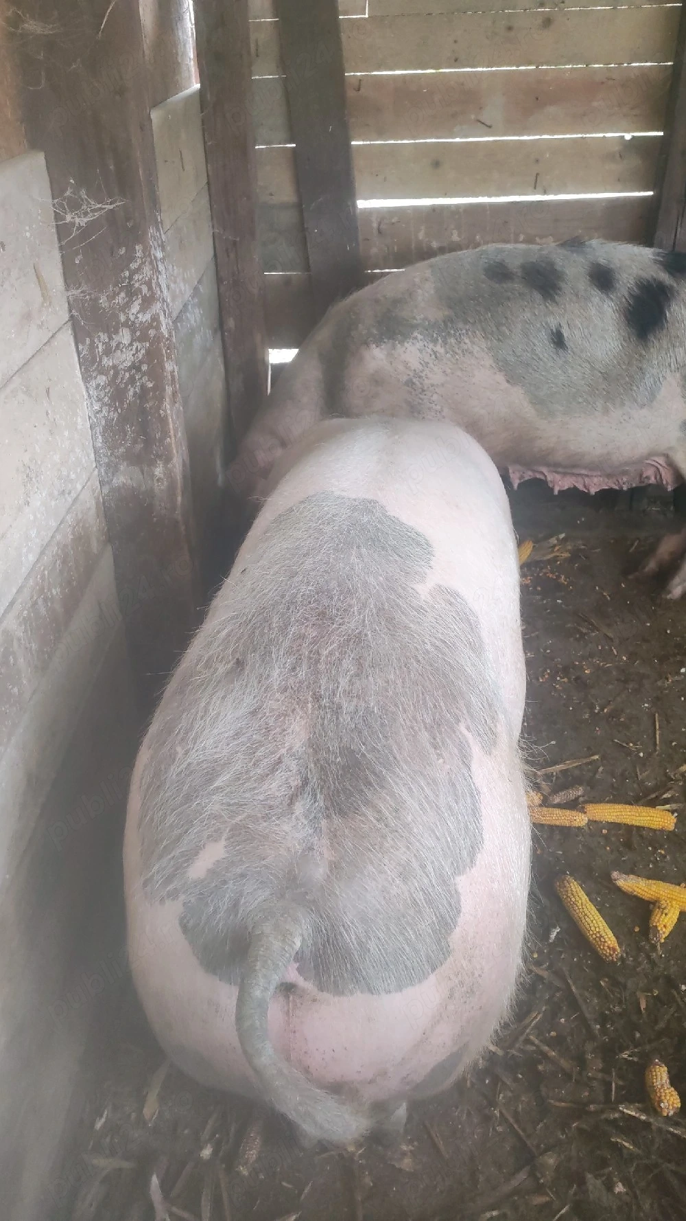 vand porc 